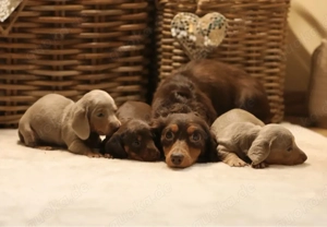 langhaar Zwergdackelwelpen