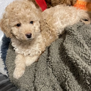  Zwerg Pudel Welpen  10.02.2026