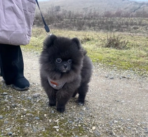 Pomeranian Mini Boo !!! 5 Monate alt 