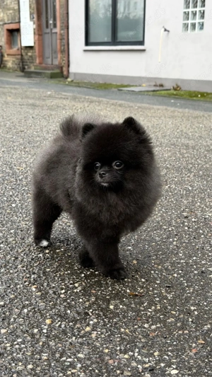 pomeranian mini boo!!! 1,5kg