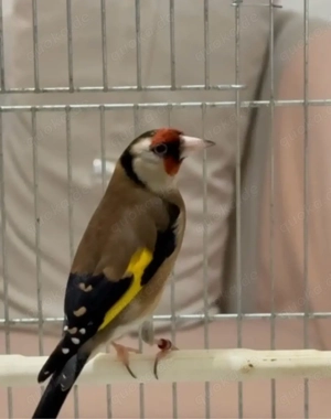 Steglitz Goldfish Männlich  