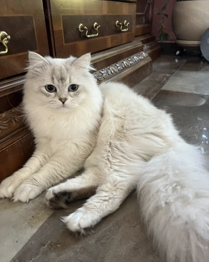 Wunderschöner BLH Deckkater NICHT ZU VERKAUFEN!