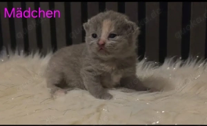 BKH Kitten ende März abzugeben !!