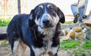 Sanfter Bilbo sucht sehnsüchtig ein Zuhause