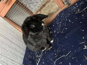 Zwei männliche Miniloop Zwergwidder  Bild 2