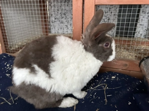 Zwei männliche Miniloop Zwergwidder  Bild 3