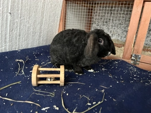 Zwei männliche Miniloop Zwergwidder  Bild 5