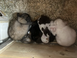 Zwei männliche Miniloop Zwergwidder  Bild 6