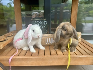 Zwei männliche Miniloop Zwergwidder  Bild 7