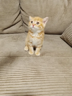 britisch Kurzhaar mänlich orang