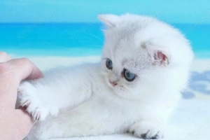 BKH   Britisch Kurzhaar Babys 