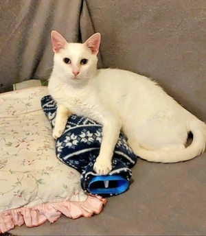 Jerry Schneeweißer Kater sucht ruhige Familie