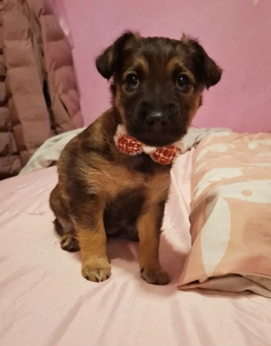 Dackel Mädchen Mischling