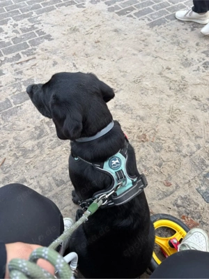 Labrador Welpe 9 Monate