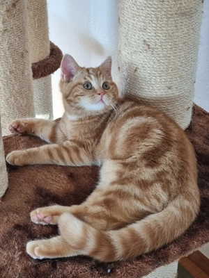 Wiskas Kater in rot abzugeben 