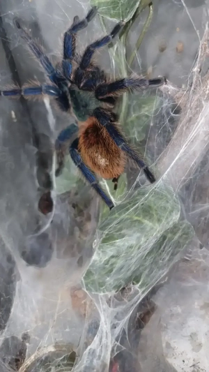 Chromatopelma cyaneopubescens Weibchen mit eingerichtetem Terrarium 