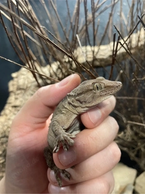 0.1 Weißpunktmauergecko (Tarentola annularis)