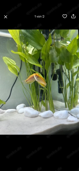 Fadenfisch 2 Stück für 10 Euro Bild 2