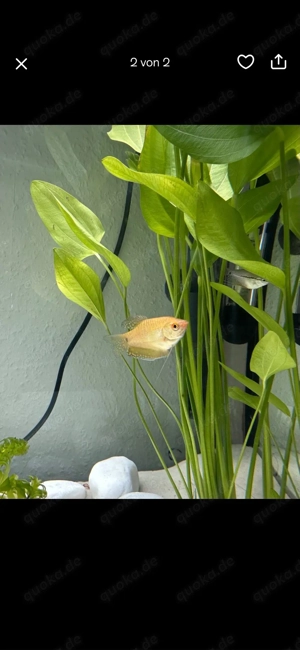 Fadenfisch 2 Stück für 10 Euro