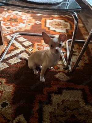 Chihuahua Rüde