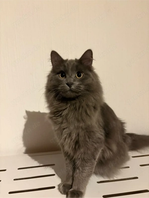 Maine-Coon BKH-Mix Kater abzugeben