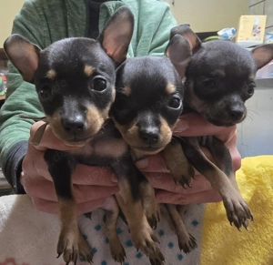 Prager Rattler Welpen