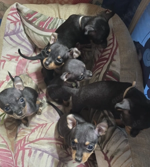 Prager Rattler Welpen Bild 5