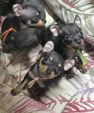 Prager Rattler Welpen Bild 2