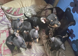 Prager Rattler Welpen Bild 3