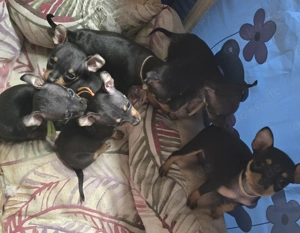 Prager Rattler Welpen Bild 4