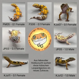 Leopardgecko versch. Farbmorphen