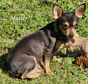 Prager Rattler Welpen Bild 6