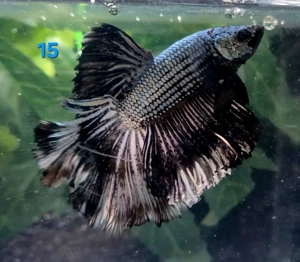 Kampffisch Männchen Betta splendens Halfmoon 