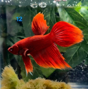 Kampffisch Männchen Betta splendens 