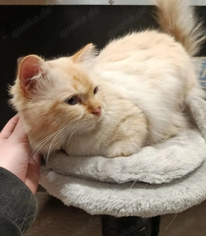 Heilige-Birma-Kater sucht ein neues, liebevolles Zuhause