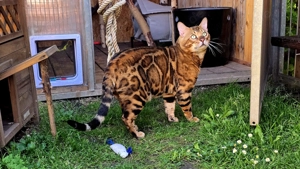 Bengal Kater abzugeben: 4 Jahre, brown rosetted, bewährter Decker