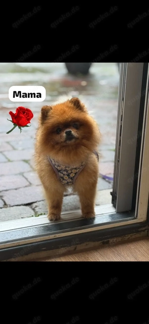 Pomeranian Boo Welpen (Teddybär-Typ)   3 Jungs & 1 Mädchen   