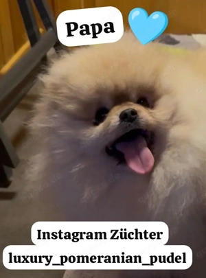 pomeranian Boo Bild 8