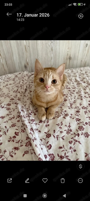 Schönheit in rot nicht kastriert 