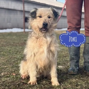 Zoki, junger und unglaublich lieber Barak Mix