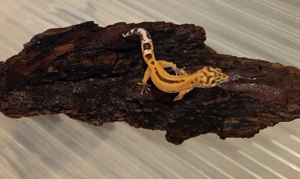Leopardgecko Jungtiere abzugeben
