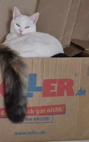 Schönheit in weiß kastriert 