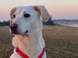 Ophra sucht ihr Zuhause