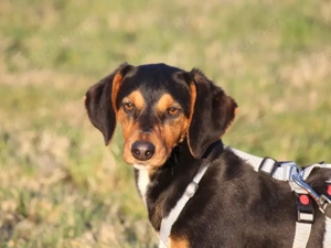 Xenon sucht sein Zuhause