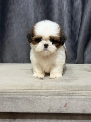 Reinrassiger Shih Tzu-Welpe 