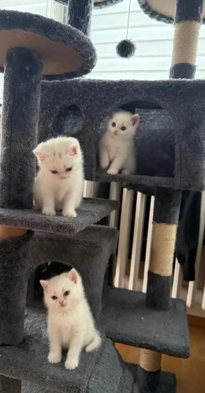 BKH 3 Kitten weiß klein katze