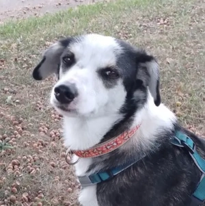 Jule sucht dringend ein Zuhause