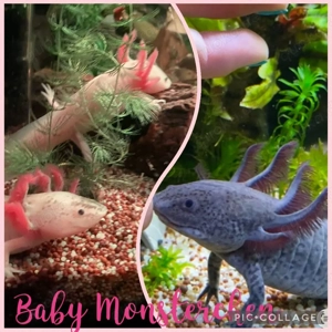 Axolotl Monsterchen Babys ab April 