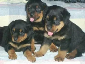 Rottweiler-puppy's