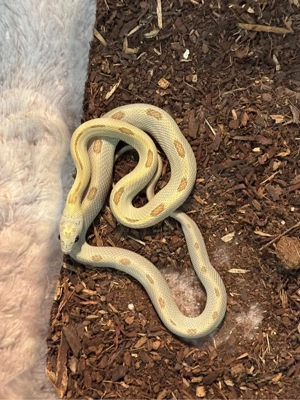 Kornnatter 1.0 Honey Striped NZ juli 25